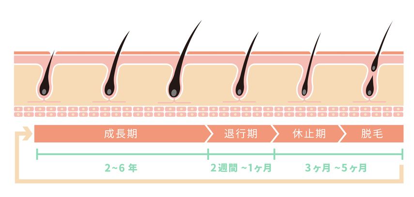 營養不良掉頭髮？90%的人都忽略的2個掉髮關鍵！專業醫師教你認清8大生髮營養素，搶救髮量！